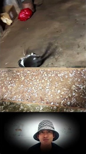 cat and mouse videos #cat #mouse #animals #short #shortvideo