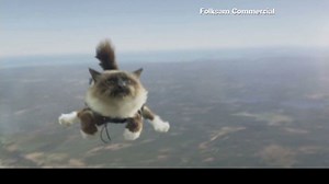 2012: Skydiving cats cause uproar