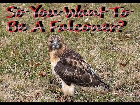How To Become A Falconer: Getting Started In Falconry