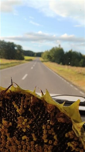 Подсолнух вместо руля 😳 #ваз2107 #ваз #лада #lada #vaz #жигули