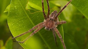 Watch Swamp People Season 10 Episode 11 - Wild Wild Swamp