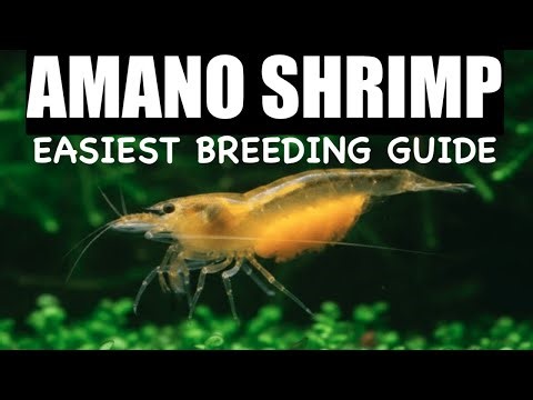How To Breed Amano Shrimp: Ultimate 2026 Low Tech Guide