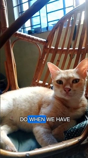 Does YOUR cat love to sleep? 🐱🧖‍♀️ #cat #funny #catvideos #kitten #shortsfeed #pets #animals #fyp