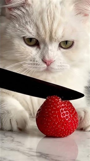 ASMR Strawberry Slice Cat 🔪✨