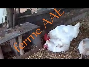 Comment réussir un bon accouplement avec les reproducteurs chair Cobb 500? # l'élevage de poulet