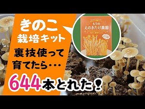 [Mushroom Growing Kit] Tricks of cultivation