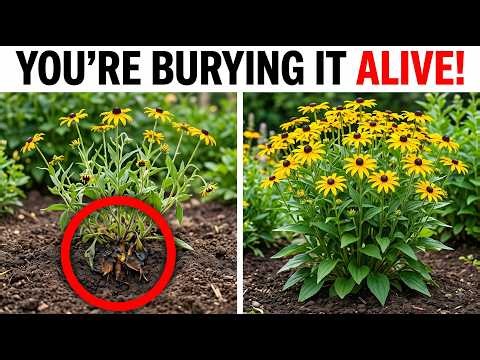 Stop! Are You Planting Black-Eyed Susans Too Deep? The Hidden Winter Mistake That Causes Rot