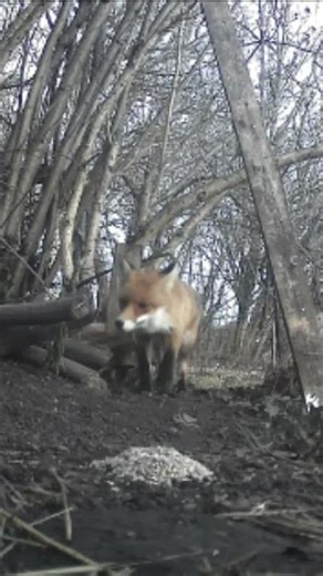 Backyard Red Fox Visit 🦊 | Night Wildlife Short