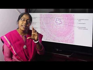 Lecture On Microscopic Structure Of Vas Deferens
