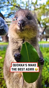 96K views · 1.7K reactions | ASMR snacking 襤️ | LADbible New Zealand | Facebook