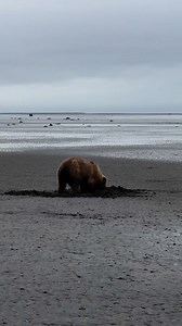 Digging for clams with bears! This young 3.5 year old female was having trouble figuring out how to clam. Not all bears get taught how to clam by their mothers! #alaska #bears #clamming #seafood #wildlife #alaskalife #brownbears #nationalparks #naturelovers #bearcubs #grizzlybear #foryou #explorepage | Arthur Lefo Wildlife