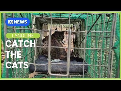 Killing Christmas Island's Feral Cats | Landline | ABC NEWS