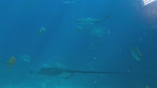 Return of Georgia Aquarium's Aqua Pass