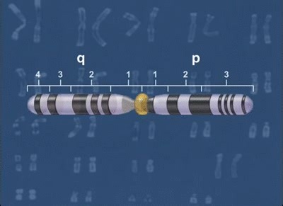 Changes in Chromosome Structure [HD Animation] on Make a GIF