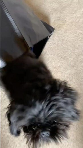 Shih Tzu Flying like a Rocket thru a Tunnel