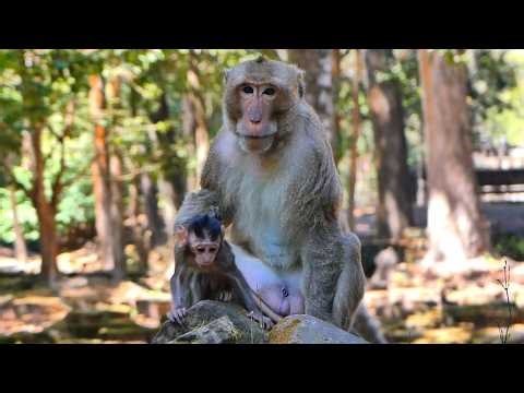 The Best Summary Clip! Different between Yamasaki and Pongko, | AmberTroop