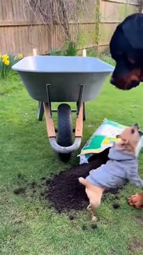 Big vs Small Dogs #dogs #animals #funny #animalfail #pets