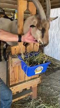 1 of 3. Goat Abscess or Insect Bite