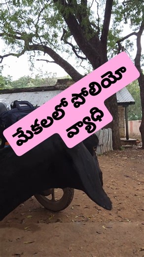 DR G RAMBABU @Rachha on Instagram: "మేకలలో పోలియో వ్యాధి"