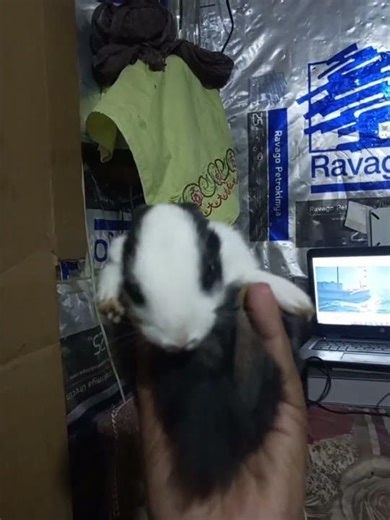 My Cute Baby Rabbit 🐰 | Rabbit Farm Visit | #Shorts