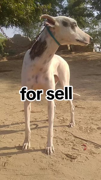 Maqsood Shar on TikTok