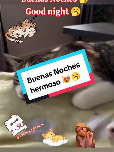 #BuenasNoches #GhodNight #Gatitos #lovecats #Amorgstuno | Cats Videos