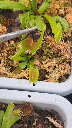 VENUS FLYTRAP SWING AND A MISS #trending #viral #instagram #love #explorepage #explore #instagood #fashion #follow #tiktok #like #likeforlikes #followforfollowback #photography #india #trend #instadaily #memes #music #style #trendingnow #reels #foryou #likes #photooftheday #model #beautiful #bollywood #bhfyp #insta | Carnivorous Plants | Facebook