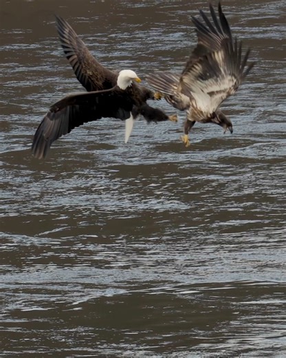 Adult bald eagle talon locks younger eagle! #baldeagle | Mike Lemery Films