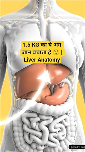 1.5 KG का ये अंग जान बचाता है 😲 | Liver Anatomy