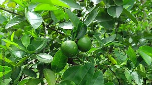 Green lemons on the tree. the background of green leave
