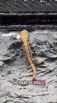 Mourning geckos are fun! #animal