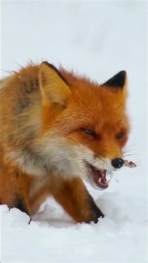 The Snow Ninja Arctic Fox in Frozen World