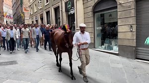 We are in Siena with Siena & Italy Tours with Anna for the famous Palio horse race. Come along to see one of the trials leading up to tomorrow’s big festa. | Adventures with Sarah