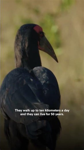 These BIRDS are UNDER THREAT! | #DefendersOfTheWild #EarthX #Shorts
