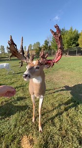 Titus as a 5 year old is struggling to get all his velvet off in a timely fashion 🤷‍♂️ Young energetic bucks with smaller racks, rub the antlers completely clean in a few hours time . 🦌👍 | Rustic Retreat Deer Park