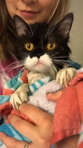 21M views · 349K reactions | Fluffy stray cat walks into woman's home to have her babies  | The Dodo | Facebook