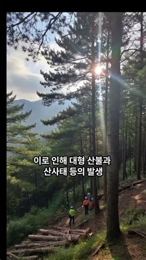 연간 5천억원 숲가꾸기, 괜찮은가? #숲가꾸기 #간벌 #산림예산 #임도 #산불 #집성재 #산림청 #산림일보