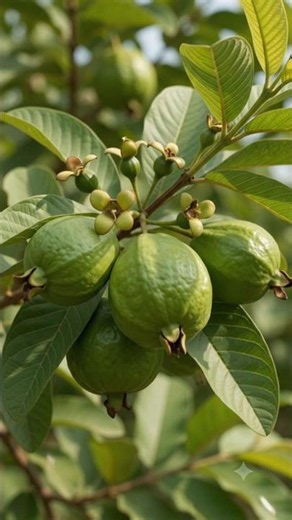 🍈 From a Fallen Guava to a New Guava Tree 🌱 | Amazing Nature Growth