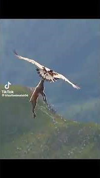 Eagle carrying an entire adult deer 🦌 🦅