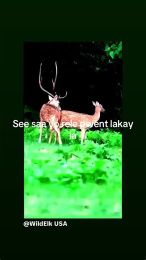 Constant Pierre 🇭🇹 & 🇨🇦 (@constantpierre1)’s videos with original soundConstant Pierre 🇭🇹 & 🇨🇦