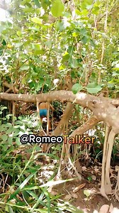 Ghost and romeotalker | Romeo Talker