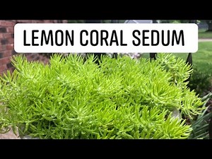 LEMON 🍋 CORAL SEDUM by Proven Winners| HOW TO CARE and GROW THEM