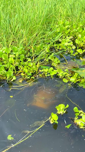 176K views · 974 reactions | Amazing river fishing technique | Fishing Village | Facebook