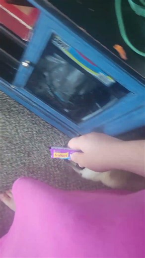 Service cat heel #esa #servicecat #ada #serviceanimals #servicecatintraining