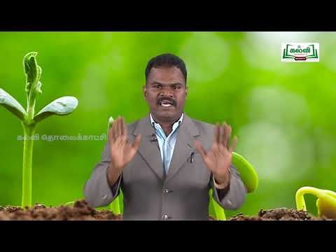 KALVI TV OFFICIAL | ஆய்வுக் கூடம் | STD 8 | SCIENCE | தாவர உலகம் | PART 01