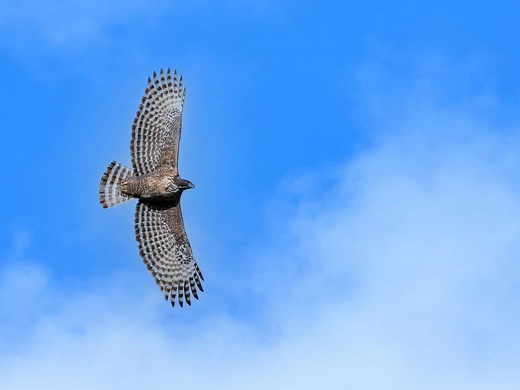 How Much Weight Can a Hawk Carry? 3 Amazing Facts About Their Strength
