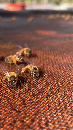 Bees Bring Pollen Home 🐝 | Life of the Hive