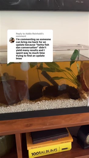 Dealing with Fin Rot in Fish Tanks