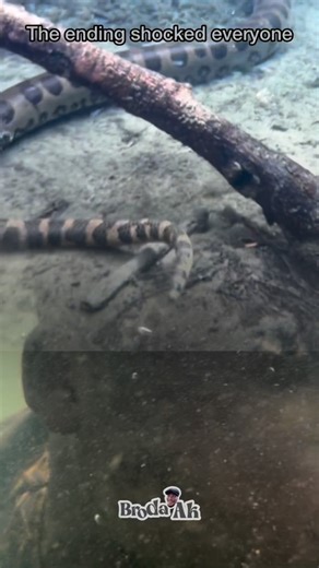 Broda Ak | Anaconda underwater | Instagram