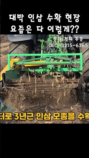 대박 신기한 3년근 모종삼 수확현징 산양삼 장뇌삼 산삼모종 #산삼 #장뇌삼 #산양삼 #인삼 #인삼수확